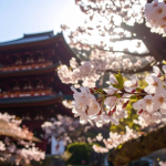 Descubra, com Alberto Toshio Murakami, onde se hospedar no Japão e as diferenças entre hotéis, ryokan e outras opções.