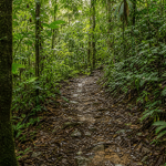 Trilha em meio à Mata Atlântica de Ubatuba, com vegetação e caminho natural entre as árvores