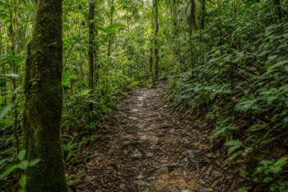 Trilha em meio à Mata Atlântica de Ubatuba, com vegetação e caminho natural entre as árvores