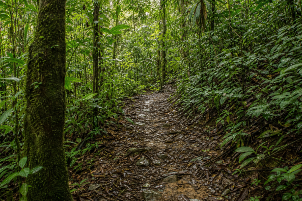 Trilha em meio à Mata Atlântica de Ubatuba, com vegetação e caminho natural entre as árvores