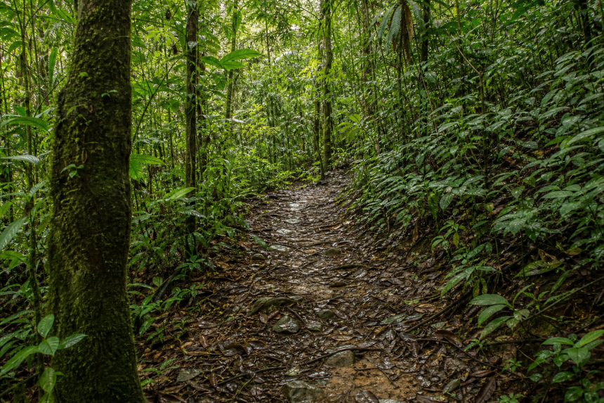 Trilha em meio à Mata Atlântica de Ubatuba, com vegetação e caminho natural entre as árvores