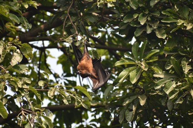 Morcego pendurado de cabeça para baixo em um galho, entre folhas verdes.
